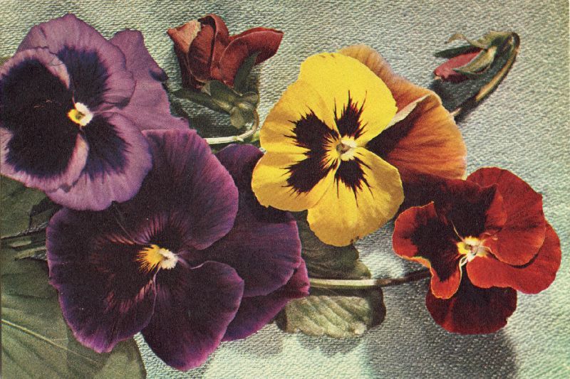 A painting of multiple different coloured flowers: purple, yellow, orange & red