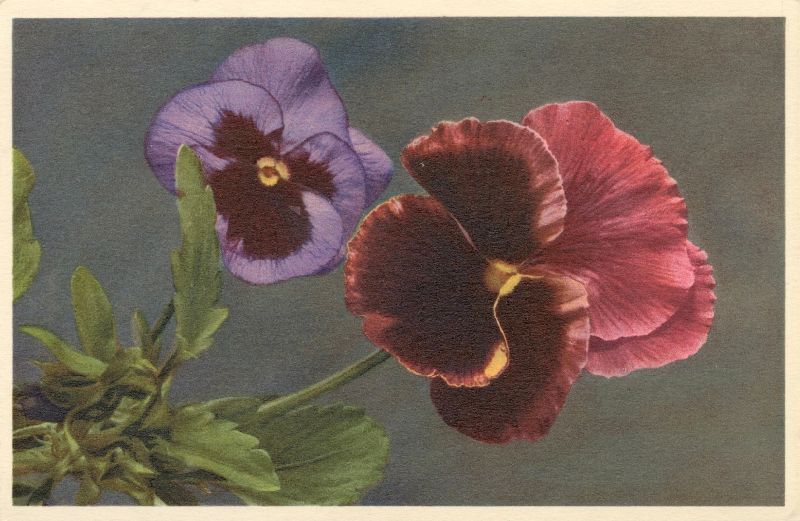 Painting of a purple flower and a red flower